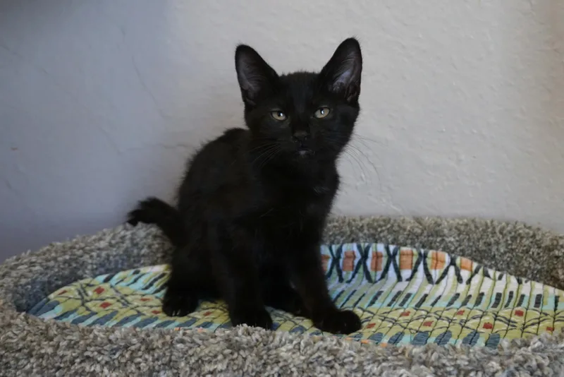 A baby small-sized female Domestic Short Hair cat named Truffles Too for adoption in Fountain Hills, AZ