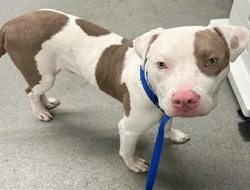 A young medium-sized male Pit Bull Terrier dog named Jensen for adoption in Palo Alto, CA