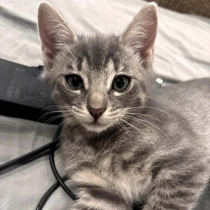 A baby small-sized female Gray / Blue / Silver Domestic Short Hair cat named Basil for adoption in Brea, CA