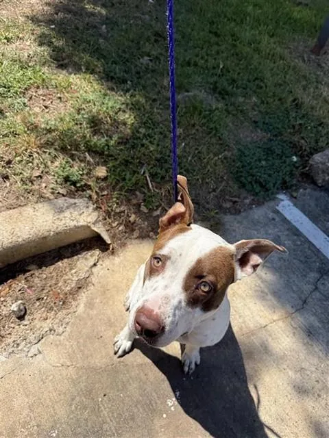 A young large-sized male Staffordshire Bull Terrier dog named A for adoption in Houston, TX