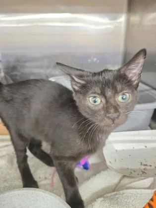 A young small-sized female Domestic Short Hair cat named Park for adoption in River Ridge, LA