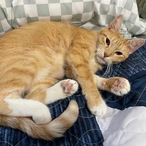 An adult small-sized female Orange / Red Domestic Short Hair cat named Fra Penny for adoption in Abingdon, MD