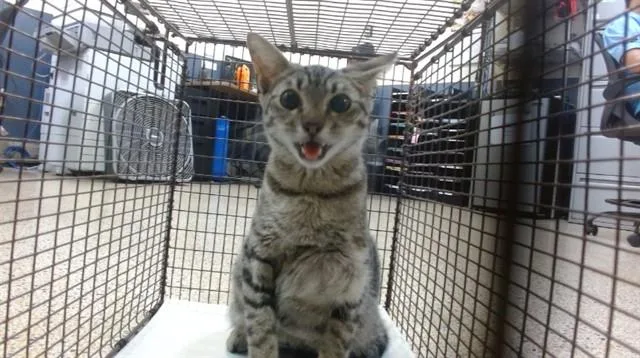 A young small-sized female Domestic Short Hair cat named Angelina for adoption in Miami, FL