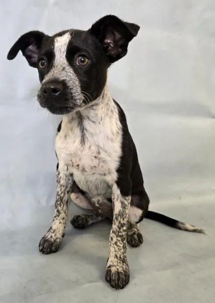 A baby medium-sized female Boston Terrier dog named Belle for adoption in Morton Grove, IL