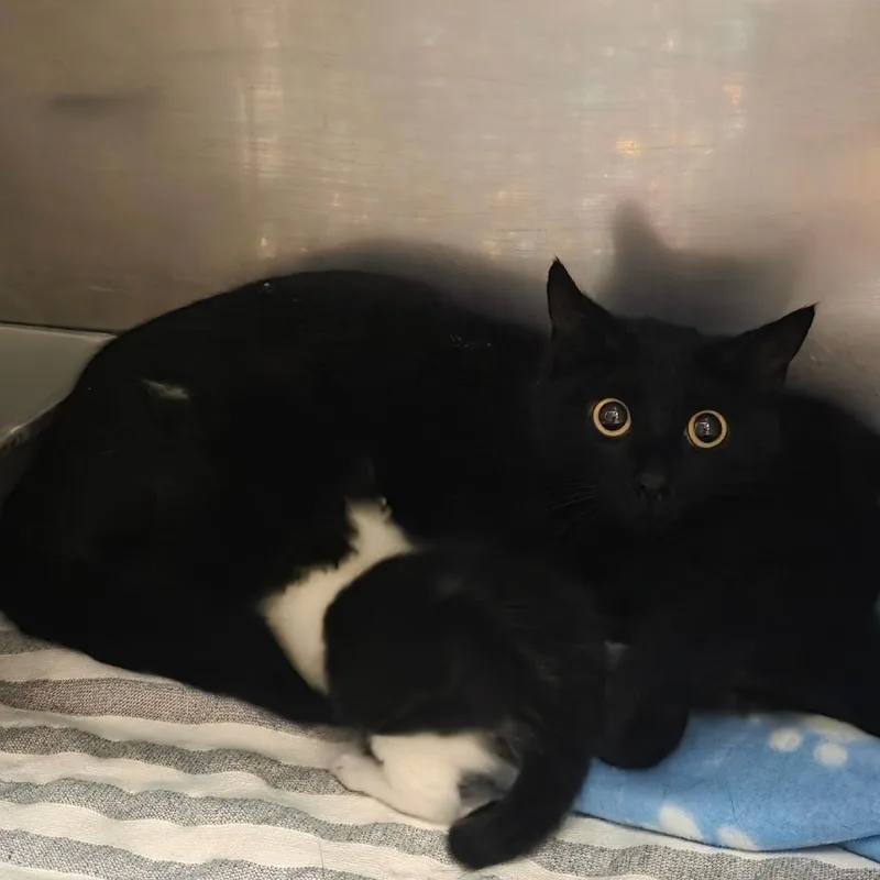 An adult medium-sized female Black Domestic Short Hair cat named Hilda for adoption in Bristol, IN