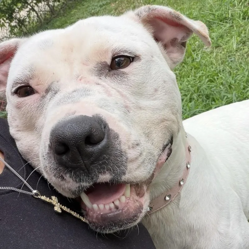 A young medium-sized female Pit Bull Terrier dog named Mae Mae for adoption in Krum, TX