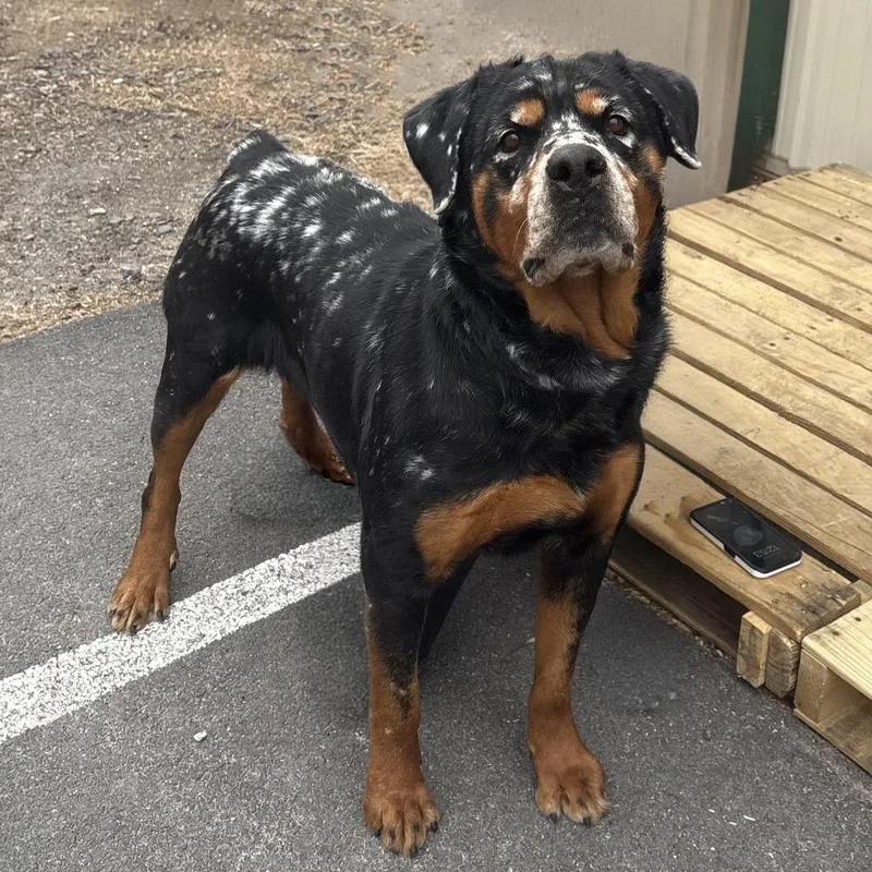 An adult large-sized female Rottweiler dog named Cheesecake for adoption in Pottsville, PA