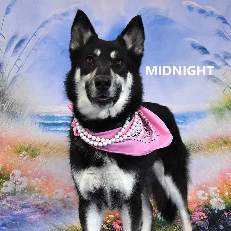 An adult medium-sized female Black Siberian Husky dog named Midnight for adoption in Yuma, AZ
