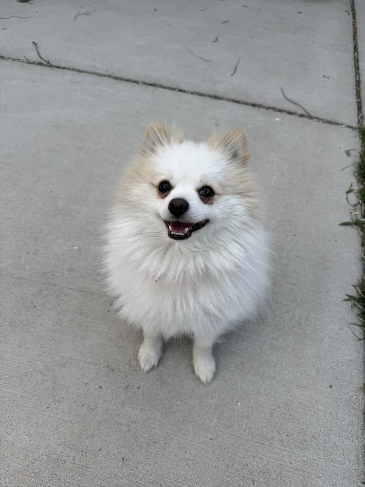 An adult small-sized male Pomeranian dog named Cotton for adoption in Plymouth, MI