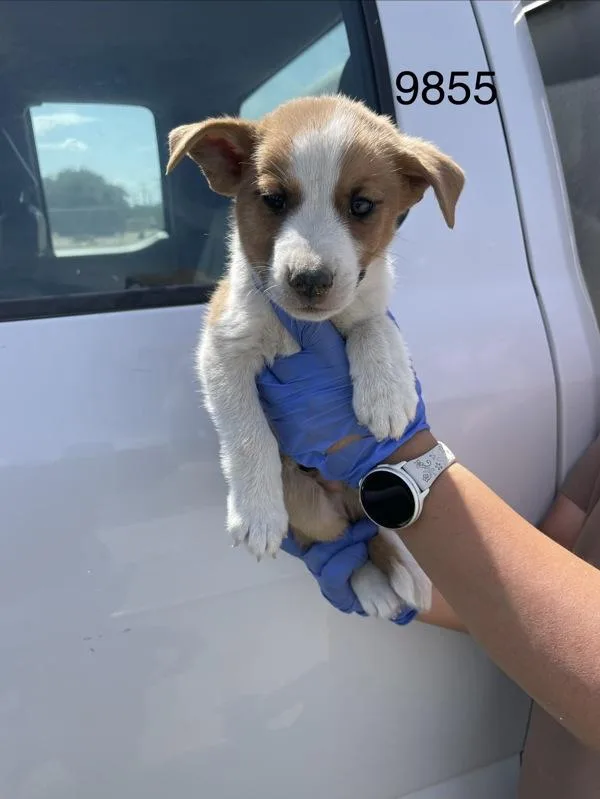 Canelo