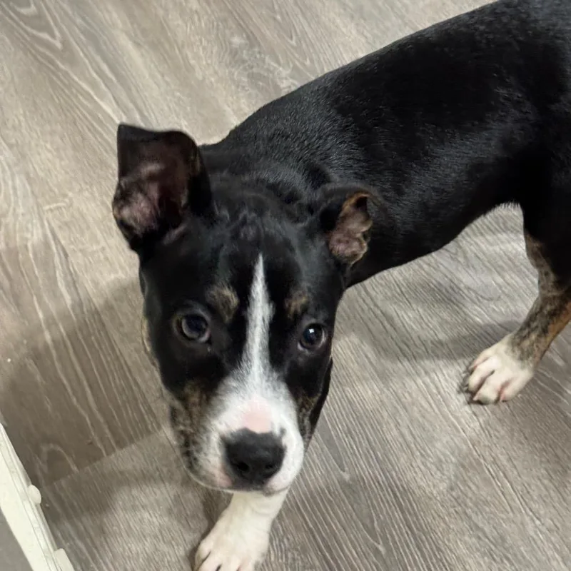 A baby medium-sized male Black Boxer dog named Dale for adoption in Alexandria, VA