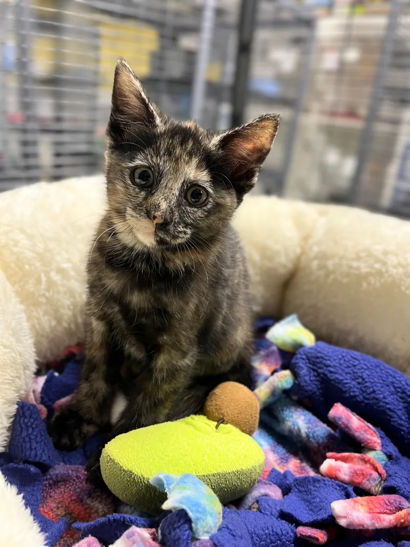 A baby medium-sized female Tortoiseshell Domestic Short Hair cat named Lane for adoption in Seville, OH