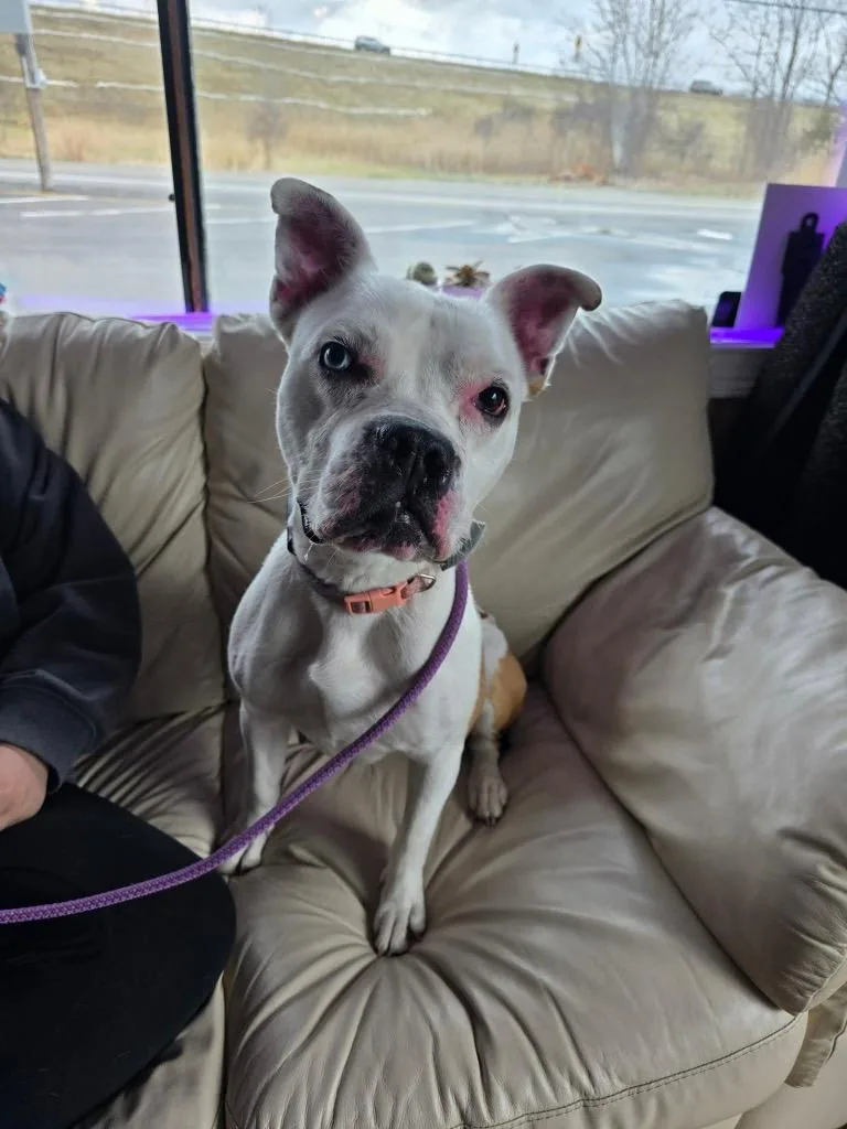 A young large-sized female Boxer dog named Ivy for adoption in Liverpool, NY