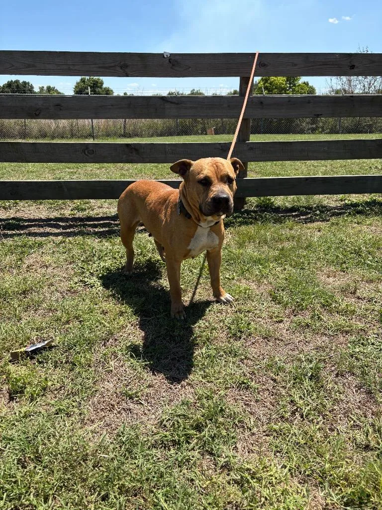 A young large-sized female Terrier dog named Baby Cakes for adoption in Wauchula, FL