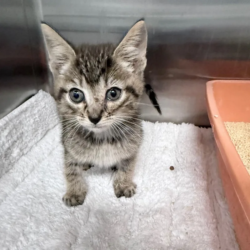 A baby small-sized male Brown / Chocolate Domestic Short Hair cat named Flash for adoption in Jupiter, FL