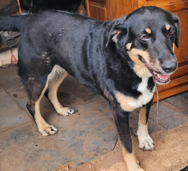 A senior large-sized female Bicolor Anatolian Shepherd dog named Liberty for adoption in Six Mile, SC