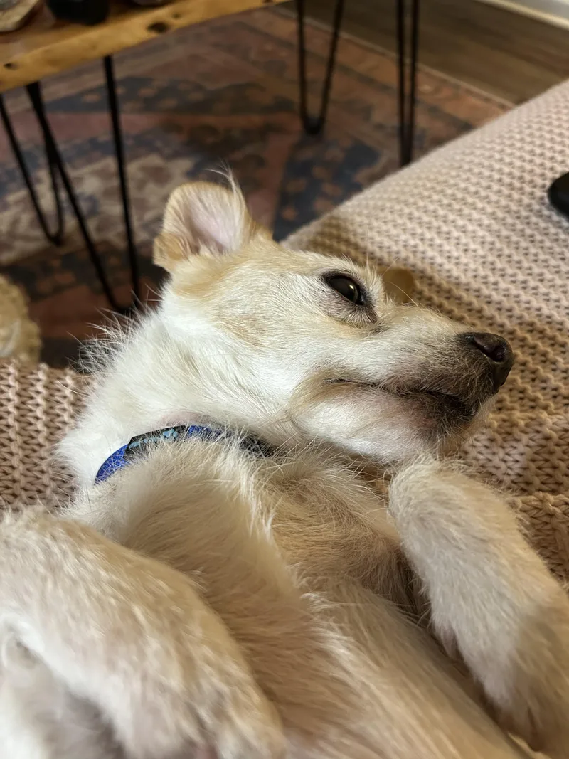 An adult small-sized male Terrier dog named Conan for adoption in Lexington, KY