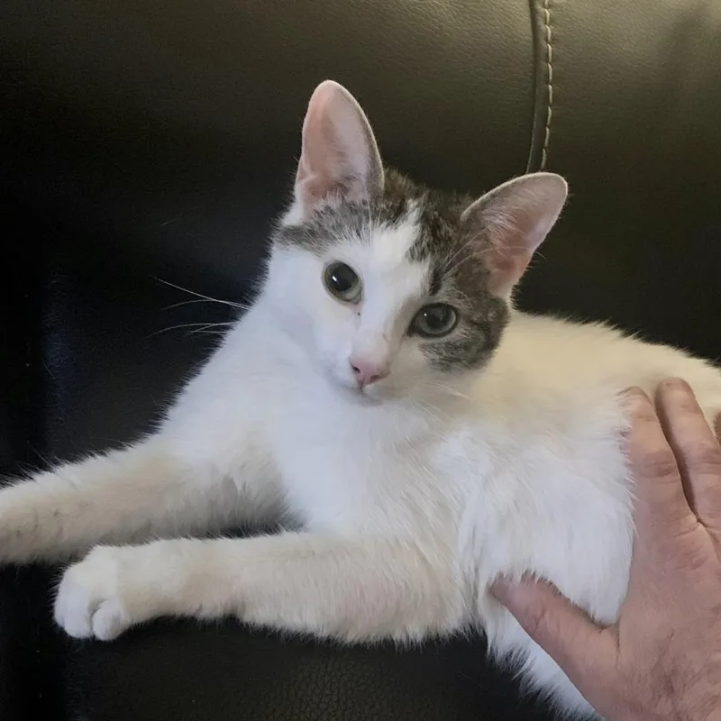 Pearl Biscuits thumbnail 2