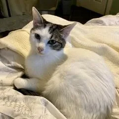 Pearl Biscuits thumbnail 3