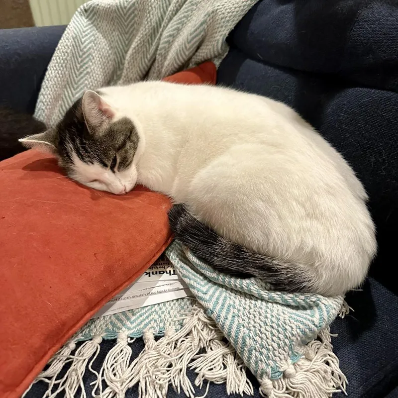 Pearl Biscuits thumbnail 4