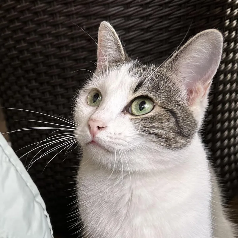 Pearl Biscuits thumbnail 5