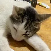 Pearl Biscuits thumbnail 6