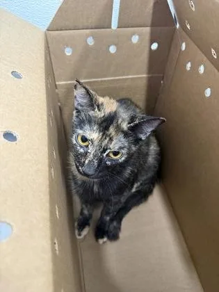 An adult small-sized female Domestic Short Hair cat named Flyer for adoption in West Chester, PA