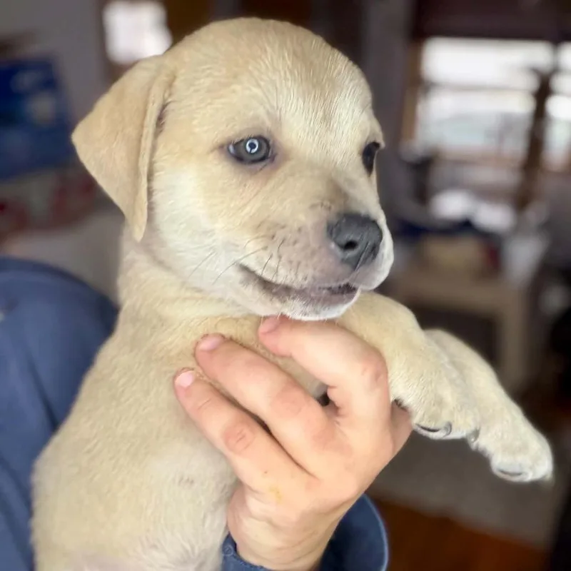 A baby small-sized female Yellow / Tan / Blond / Fawn Mixed Breed dog named Diet Coke for adoption in Buffalo, MN
