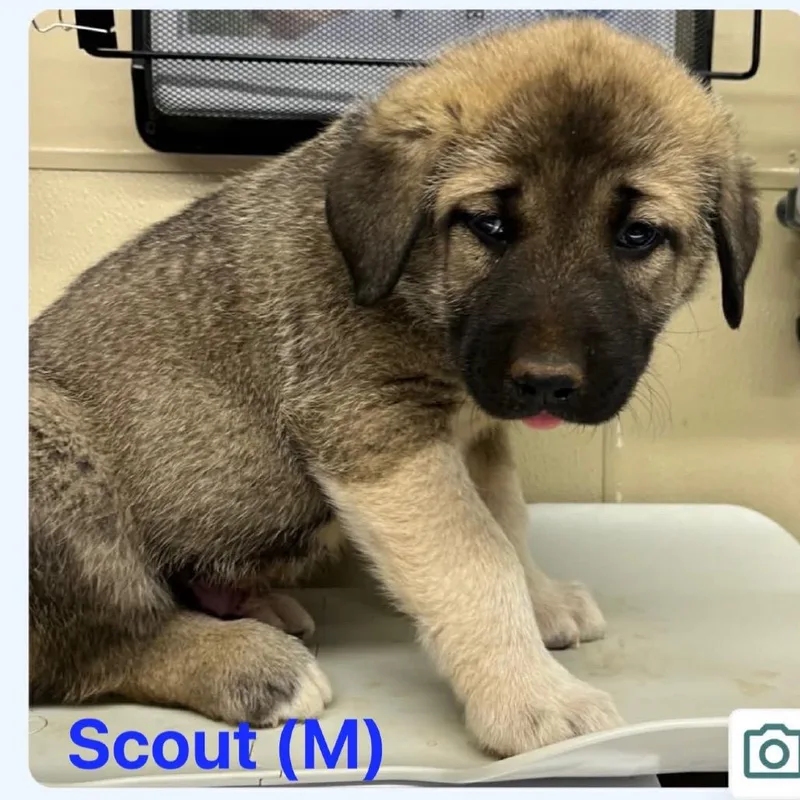 A baby large-sized male Brown / Chocolate Caucasian Sheepdog / Caucasian Ovtcharka dog named Scout for adoption in Oxford, ME