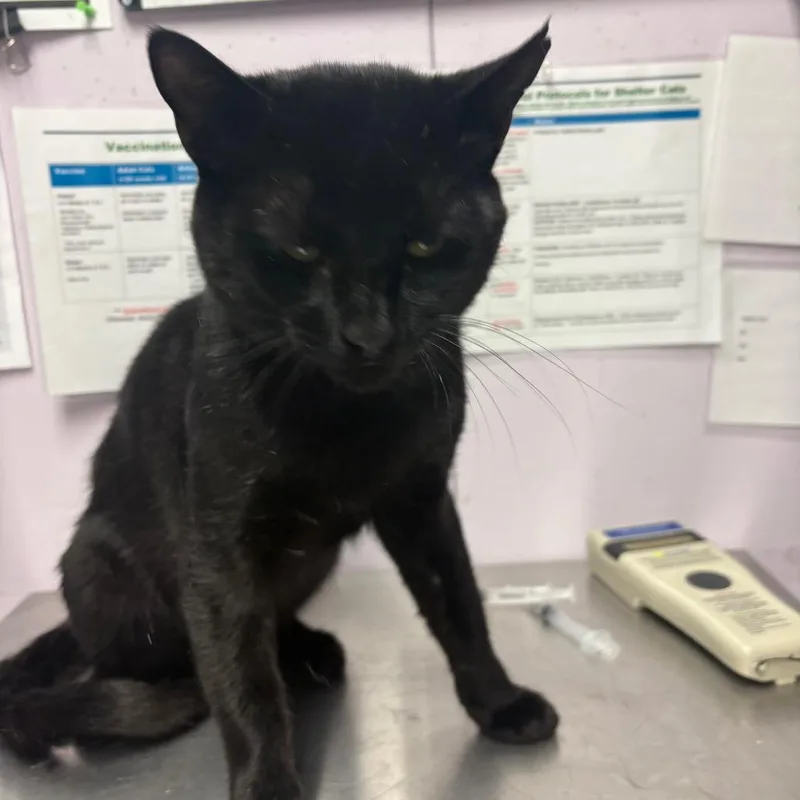 An adult medium-sized male Domestic Short Hair cat named Snowball for adoption in Grass Valley, CA