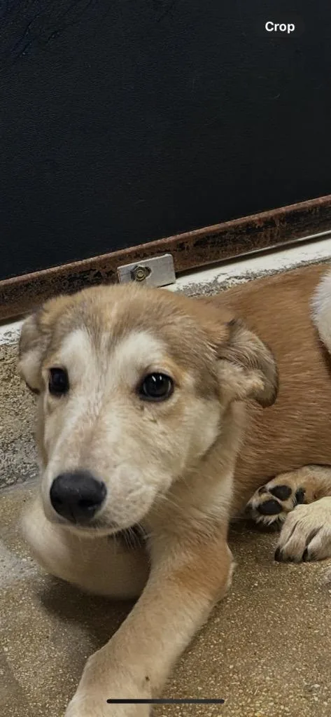 A baby small-sized female Mixed Breed dog named Juno for adoption in Lockhart, TX