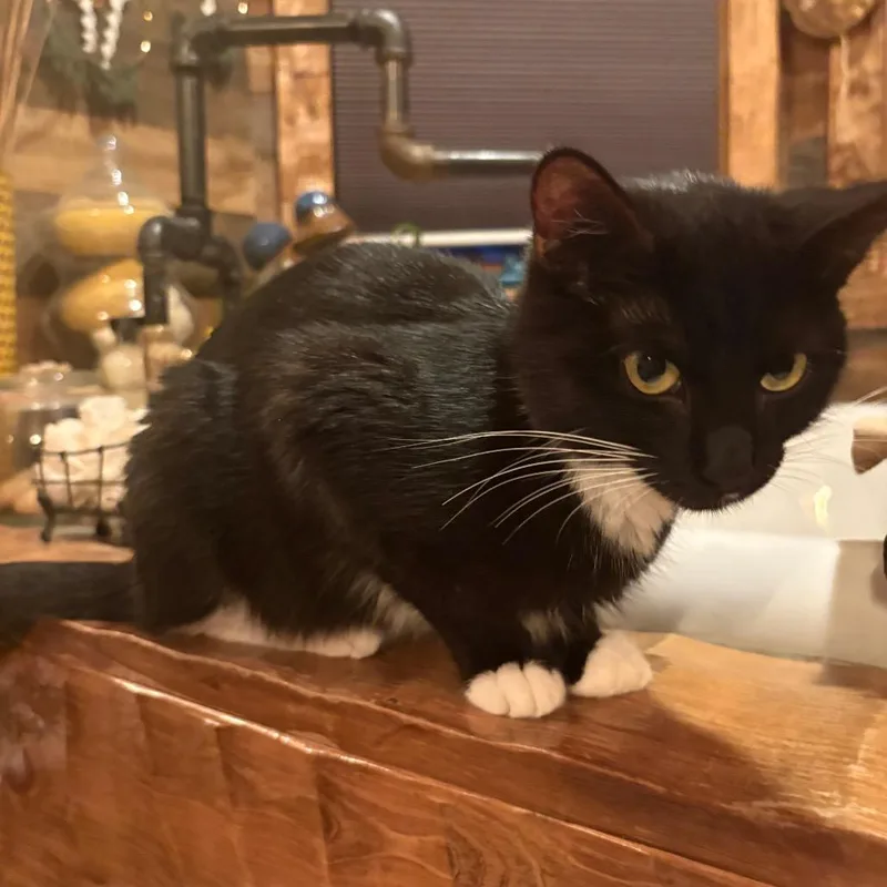 An adult medium-sized female Black Domestic Short Hair cat named Sioux for adoption in Canton, IL