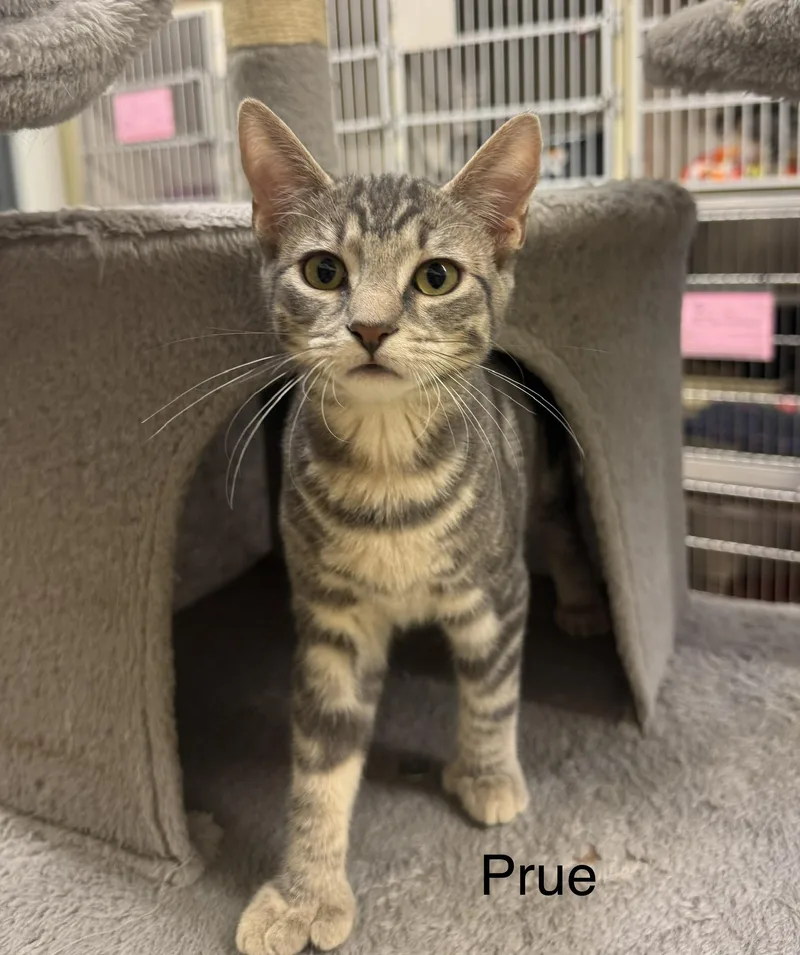 A young medium-sized female Tabby (Tiger Striped) Domestic Short Hair cat named Prue for adoption in Ulster, PA