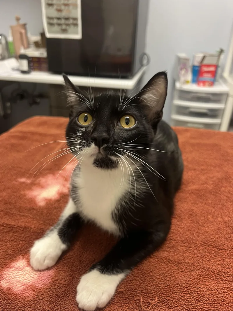 A baby medium-sized male Domestic Short Hair cat named Michael for adoption in Chico, CA