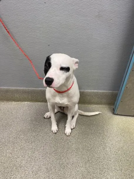 An adult medium-sized female Pit Bull Terrier dog named Sugar for adoption in Las Vegas, NV