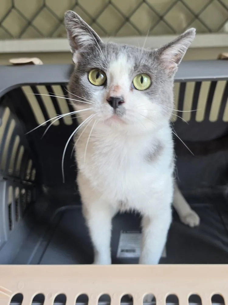 An adult medium-sized male Gray & White Domestic Short Hair cat named Sam for adoption in Metamora, IL