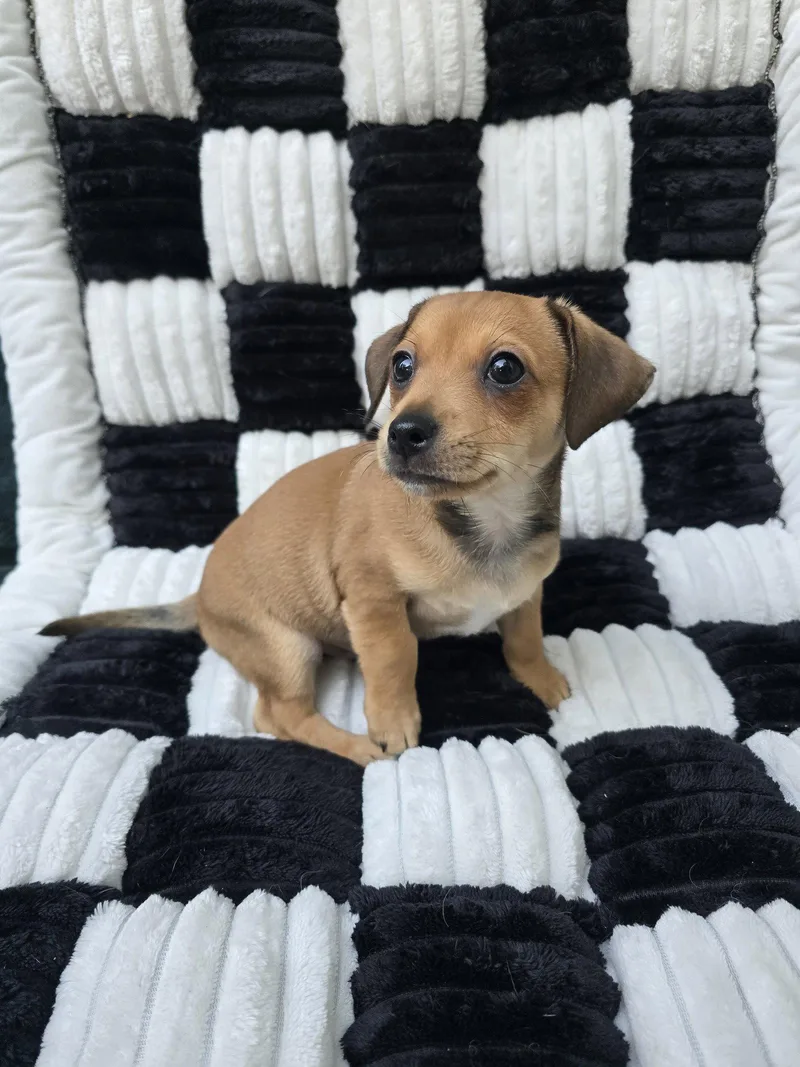 A baby small-sized male Chihuahua dog named Jasper for adoption in San Francisco, CA