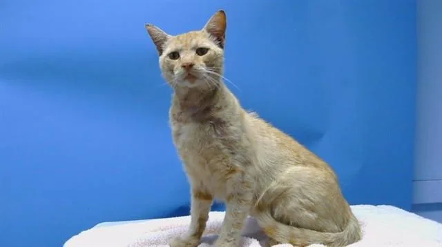 An adult large-sized male Domestic Short Hair cat named A for adoption in Gardena, CA