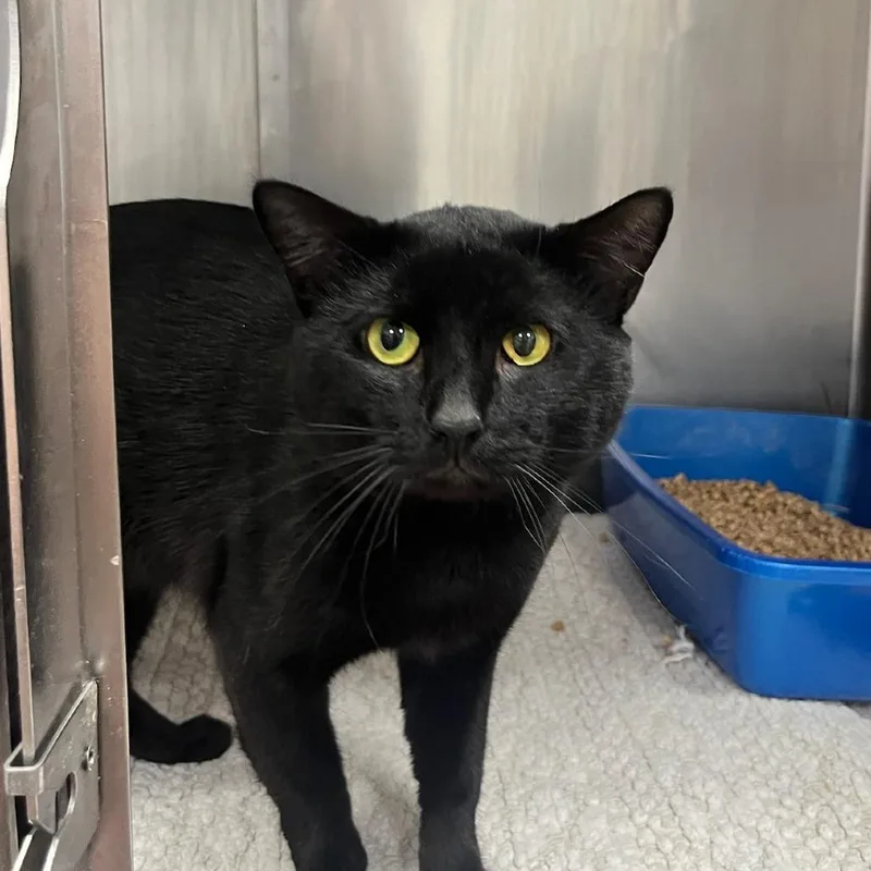 An adult medium-sized male Black Domestic Short Hair cat named Uncle Baby Billy for adoption in Houston, TX