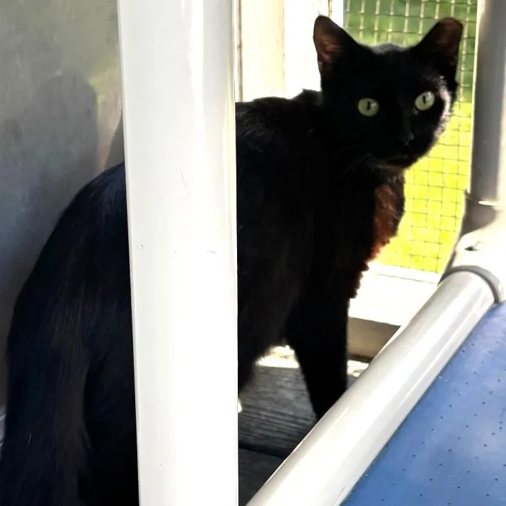 A young medium-sized female Black Domestic Short Hair cat named Chalupa for adoption in Lakeland, FL