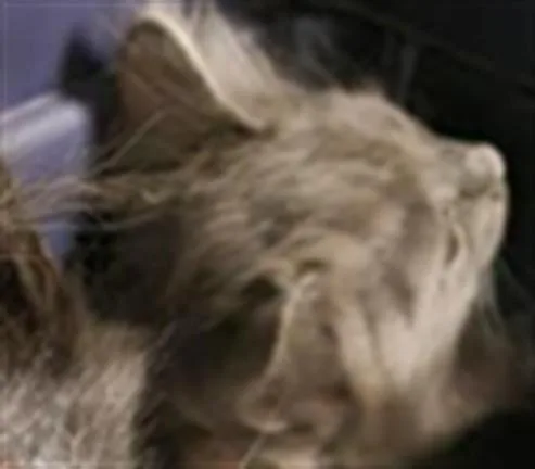 A baby small-sized female Domestic Short Hair cat named Mountaineer for adoption in Van Nuys, CA