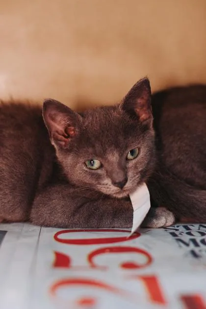 A young small-sized female Domestic Short Hair cat named a Lala for adoption in North Charleston, SC