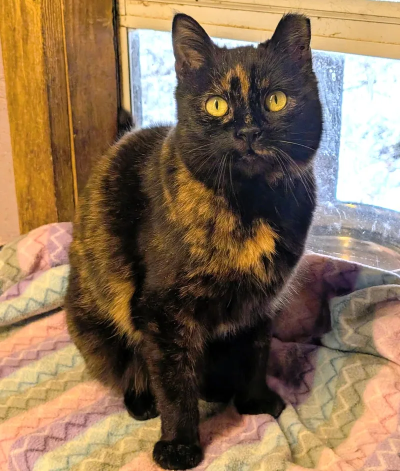 To Esme With Love thumbnail 4