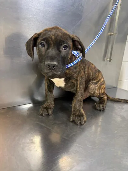 A baby medium-sized male Mixed Breed dog named Surfin Berry Punch  for adoption in West Chester, PA
