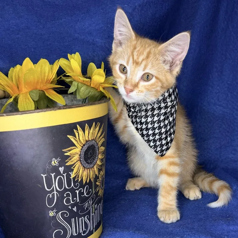 A baby small-sized male Orange / Red Maine Coon cat named Starburst for adoption in Mount Vernon, IL