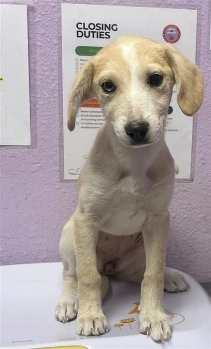 A baby small-sized female Yellow / Tan / Blond / Fawn Mixed Breed dog named 60993381 for adoption in El Paso, TX