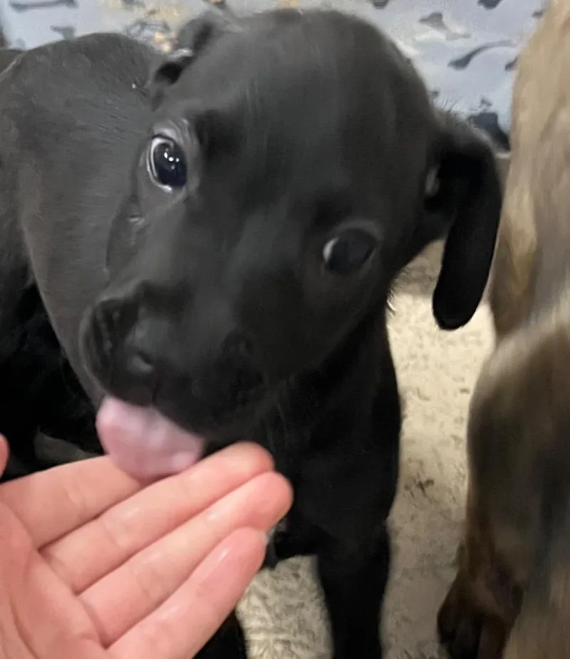 A baby medium-sized male Pit Bull Terrier dog named Summit for adoption in Troy, OH