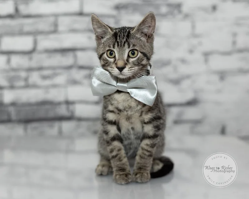 A baby medium-sized male Tabby (Gray / Blue / Silver) Domestic Short Hair cat named Otto for adoption in Tuscaloosa, AL