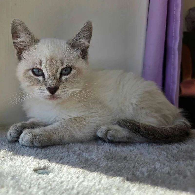A young medium-sized male Cream / Ivory Siamese cat named Sterling for adoption in Roosevelt, UT