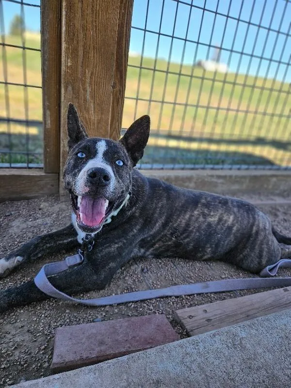 Gordita Crunch thumbnail 2